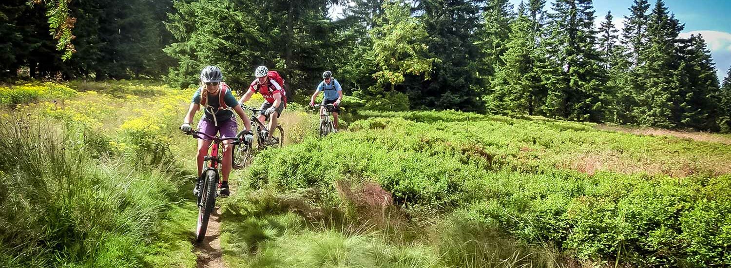 drei Mountainbiker im Wald